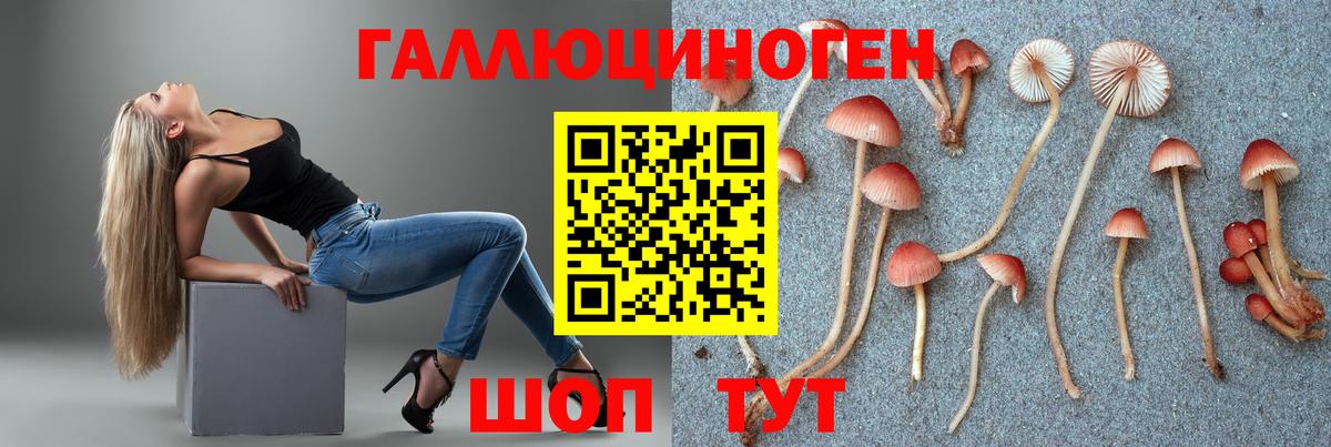 Псилоцибиновые грибы Psilocybine cubensis  Псилоцибиновые грибы прущие грибы  Верхняя Пышма 